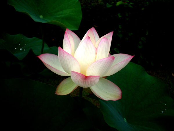 Care – Protect yourself from the ripples of outside low energy